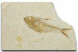 Bargain, Fossil Fish (Diplomystus) - Wyoming #354027-1